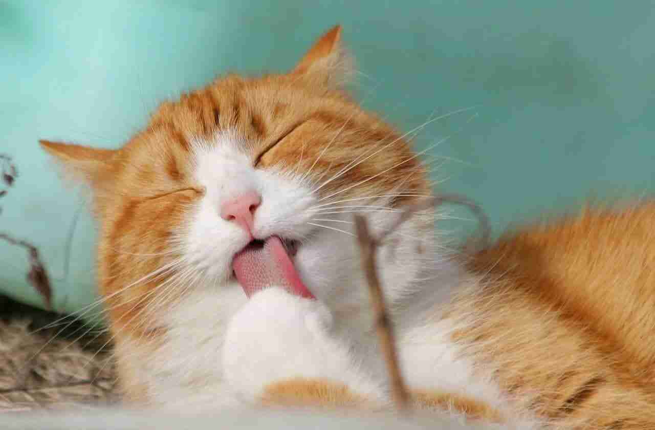 Katze Heimtierdepot