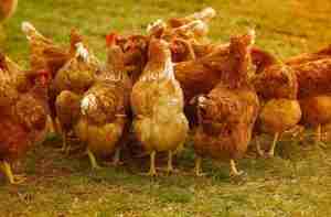 Hoftiere Hoftierfutter Heimtierdepot