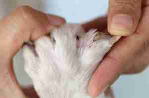 Hundehygiene und Pflege Heimtierdepot