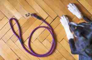 Hundehalsband Hundeleine Hundegeschirr Hundemaulkorb
